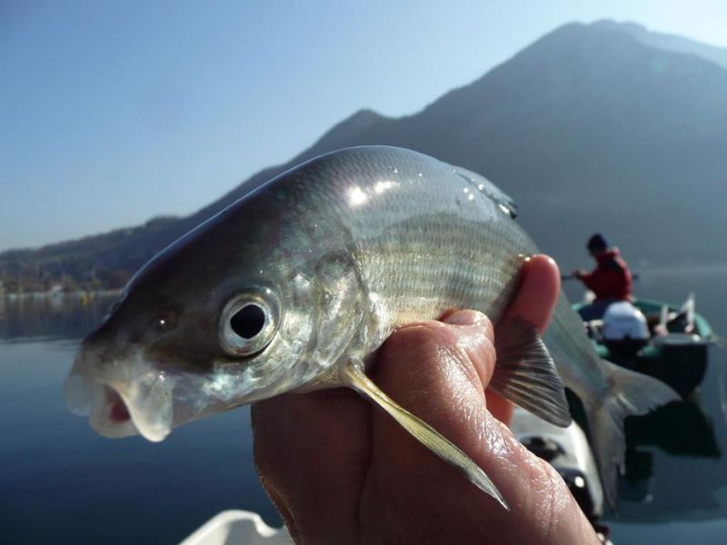 pêche lac d'annecy